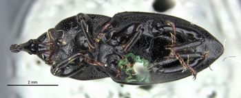 Media type: image;   Entomology 25239 Aspect: habitus ventral view